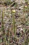 Yellow trumpets